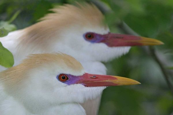 FL, St Augustine Portrait of two cattle egrets